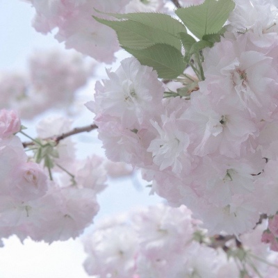 Furry角色比例设计福瑞交流群